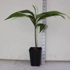Mamey Sapote Live Seedling 18" Tall Organic Pouteria Sapota