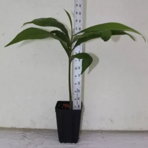 Mamey Sapote Live Seedling 18