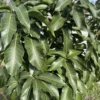 Mango Leaves Organic (100+) Freshly Picked | Florida Mango Leaves | No Pesticides