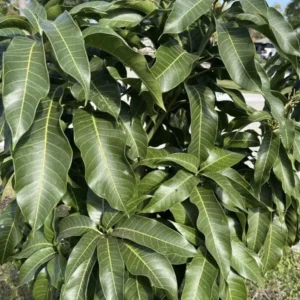 Mango Leaves Organic (100+) Freshly Picked | Florida Mango Leaves | No Pesticides