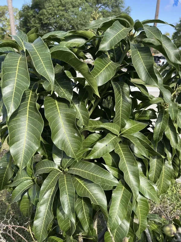 Mango Leaves Organic (100+) Freshly Picked | Florida Mango Leaves | No Pesticides