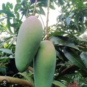 Mango Leaves Organic (100+) Freshly Picked | Florida Mango Leaves | No Pesticides