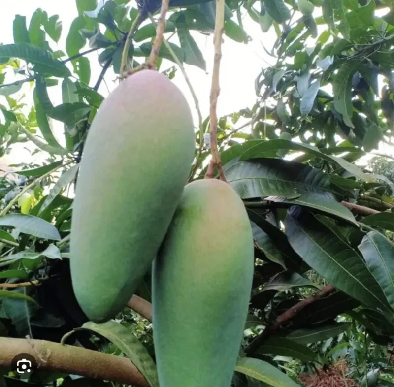 Mango Leaves Organic (100+) Freshly Picked | Florida Mango Leaves | No Pesticides