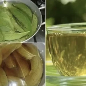 Mango Leaves Organic (100+) Freshly Picked | Florida Mango Leaves | No Pesticides