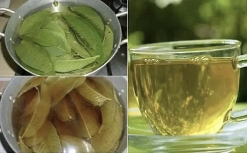 Mango Leaves Organic (100+) Freshly Picked | Florida Mango Leaves | No Pesticides