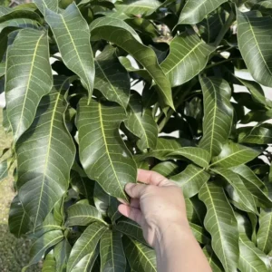 Mango Leaves Organic (100+) Freshly Picked | Florida Mango Leaves | No Pesticides