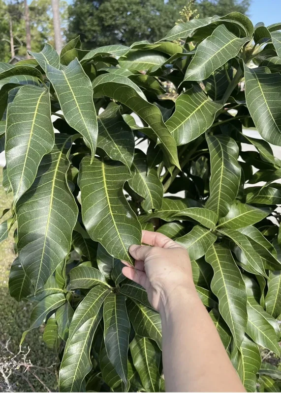 Mango Leaves Organic (100+) Freshly Picked | Florida Mango Leaves | No Pesticides
