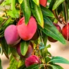 Mango Tree Live Plant - Sweet Mango Tree - 6 to 9 Inch - Outdoor Growing