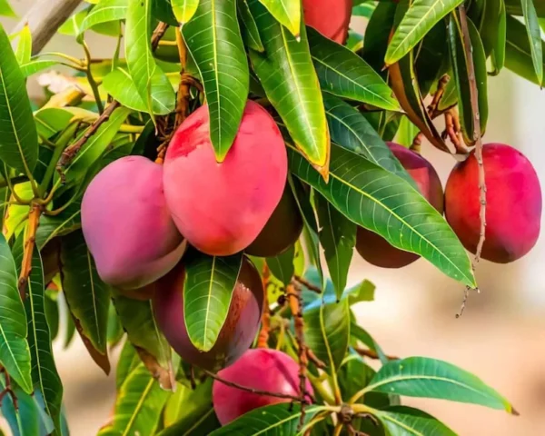 Mango Tree Live Plant - Sweet Mango Tree - 6 to 9 Inch - Outdoor Growing
