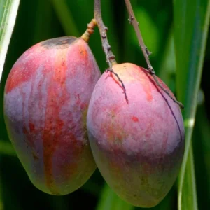 Mango Tree Live Plant - Sweet Mango Tree - 6 to 9 Inch - Outdoor Growing