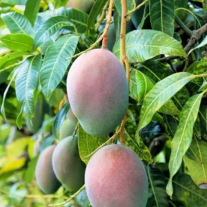 Mango Tree Live Plant - Sweet Mango Tree - 6 to 9 Inch - Outdoor Growing