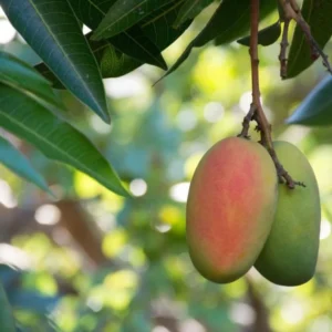 Mango Tree Live Plant - Sweet Mango Tree - 6 to 9 Inch - Outdoor Growing