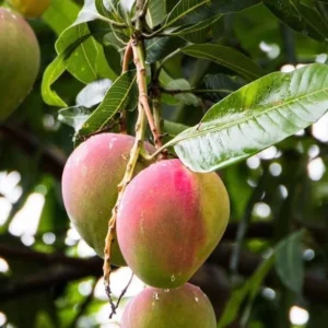 Mango Tree Live Plant - Sweet Mango Tree - 6 to 9 Inch - Outdoor Growing