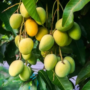 Mango Tree Live Plant - Sweet Mango Tree - 6 to 9 Inch - Outdoor Growing