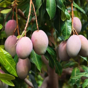 Mango Tree Live Plant - Sweet Mango Tree - 6 to 9 Inch - Outdoor Growing