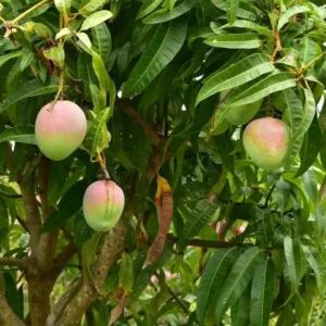 Mango Tree Live Plant - Sweet Mango Tree - 6 to 9 Inch - Outdoor Growing