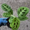 Maranta Green Rabbit's Foot Prayer Plant - 4" Pot - Air Purifying Indoor Climbing Plant
