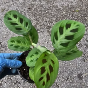 Maranta Green Rabbit's Foot Prayer Plant - 4