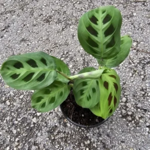 Maranta Green Rabbit's Foot Prayer Plant - 4" Pot - Air Purifying Indoor Climbing Plant