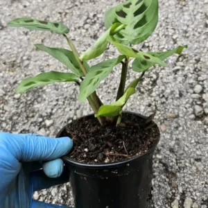 Maranta Green Rabbit's Foot Prayer Plant - 4