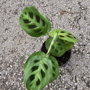 Maranta Green Rabbit's Foot Prayer Plant - 4