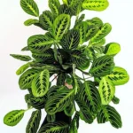 Maranta Lemon Lime Live Plant - 4 Inch Pot - Leuconeura Garden Plant