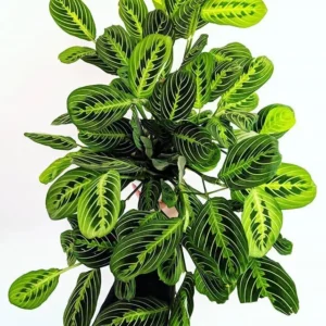 Maranta Lemon Lime Live Plant - 4 Inch Pot - Leuconeura Garden Plant