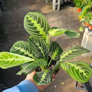 Maranta Lemon Lime Prayer Plant - 4in Pot - Vibrant Indoor Foliage