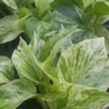 Marble Queen Pothos 4 Leaves in 4" Pots - Easy Tropical Indoor/Outdoor Plant