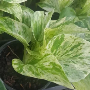 Marble Queen Pothos 4 Leaves in 4