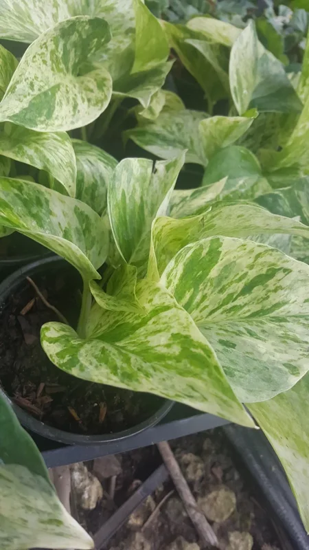 Marble Queen Pothos 4 Leaves in 4" Pots - Easy Tropical Indoor/Outdoor Plant