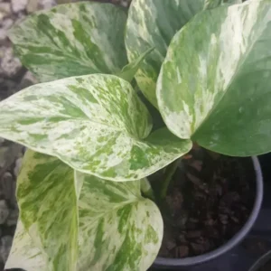 Marble Queen Pothos 4 Leaves in 4