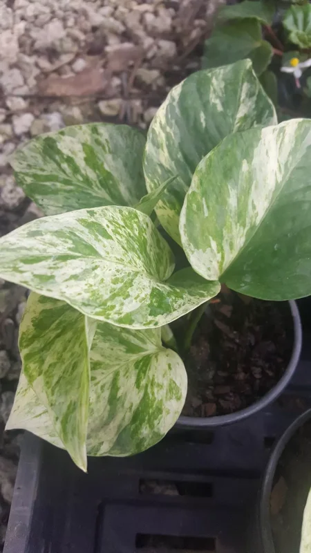 Marble Queen Pothos 4 Leaves in 4" Pots - Easy Tropical Indoor/Outdoor Plant