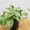 Marble Queen Pothos Plant 6 inch Indoor Houseplant