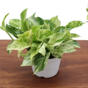 Marble Queen Pothos Plant 6 inch Indoor Houseplant