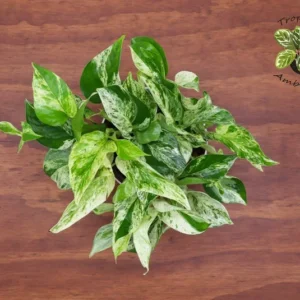 Marble Queen Pothos Plant 6 inch Indoor Houseplant