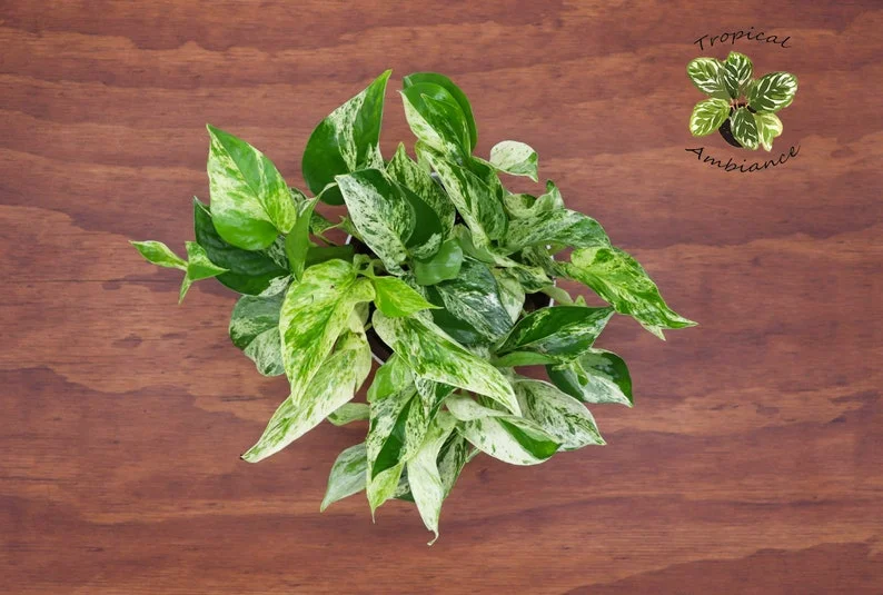 Marble Queen Pothos Plant 6 inch Indoor Houseplant