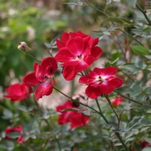 Martha Gonzales Rose 1 Gallon Live Plant – Crimson Flowers, Easy Care, Semi-Evergreen