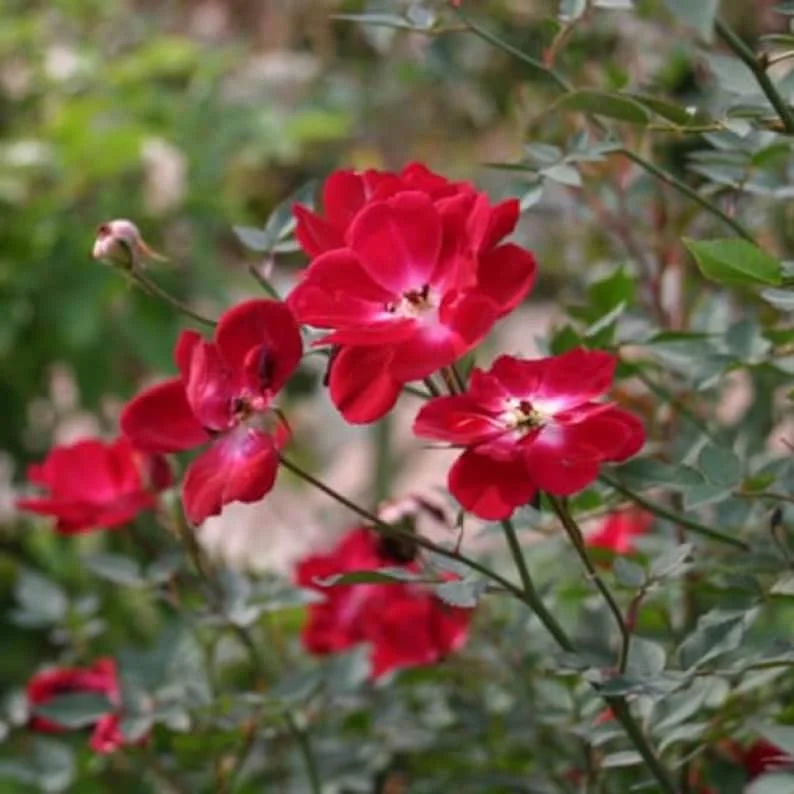 Martha Gonzales Rose 1 Gallon Live Plant – Crimson Flowers, Easy Care, Semi-Evergreen