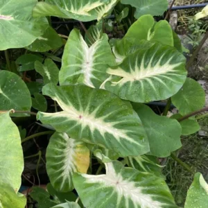Maui Sunrise Elephant Ear Live Plant - Colocasia esculenta - 5-9 Inch Tall