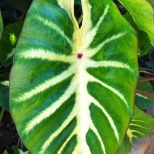 Maui Sunrise Elephant Ear Live Plant - Colocasia esculenta - 5-9 Inch Tall