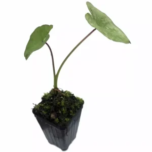 Maui Sunrise Elephant Ear Live Plant - Colocasia esculenta - 5-9 Inch Tall