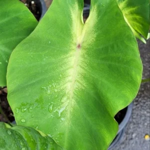 Maui Sunrise Elephant Ear Live Plant - Colocasia esculenta - 5-9 Inch Tall