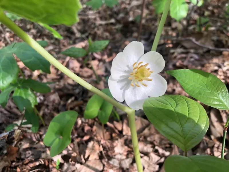 Mayapple - Perennial Shade Plant - Bare Root Wildflower