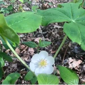 Mayapple - Perennial Shade Plant - Bare Root Wildflower