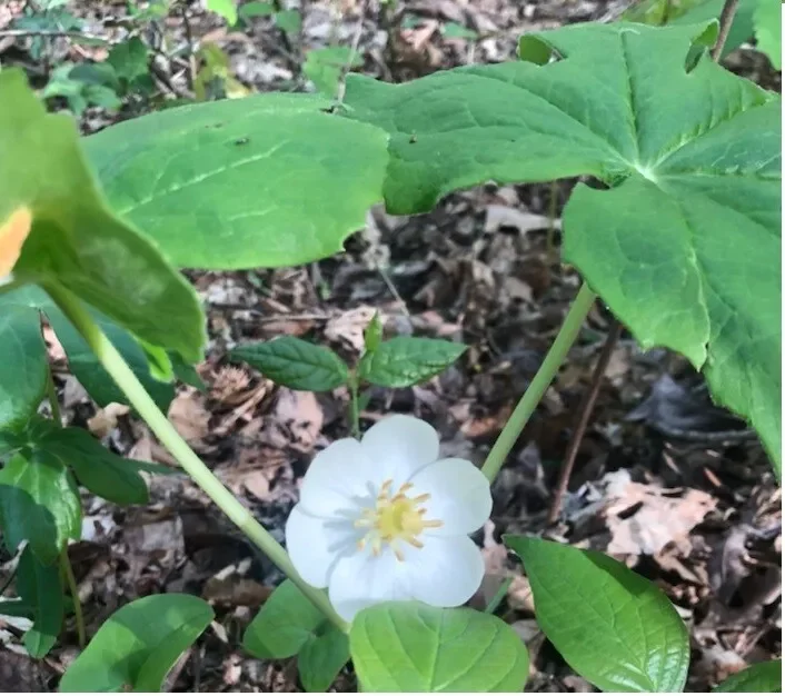 Mayapple - Perennial Shade Plant - Bare Root Wildflower
