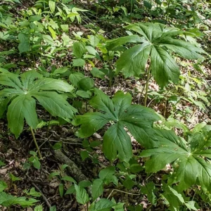 Mayapple - Perennial Shade Plant - Bare Root Wildflower
