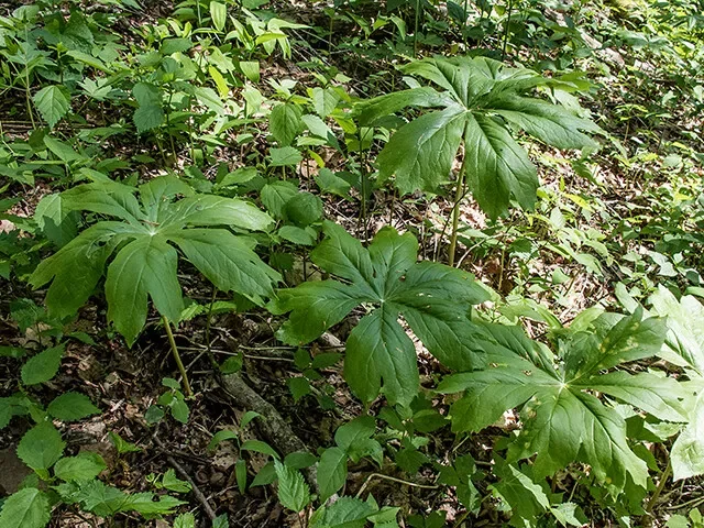 Mayapple - Perennial Shade Plant - Bare Root Wildflower