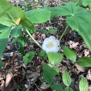 Mayapple - Perennial Shade Plant - Bare Root Wildflower