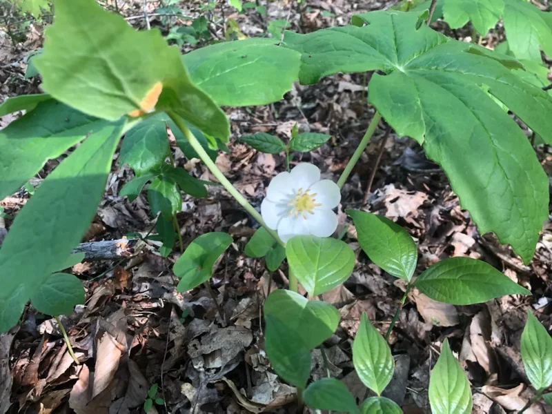 Mayapple - Perennial Shade Plant - Bare Root Wildflower